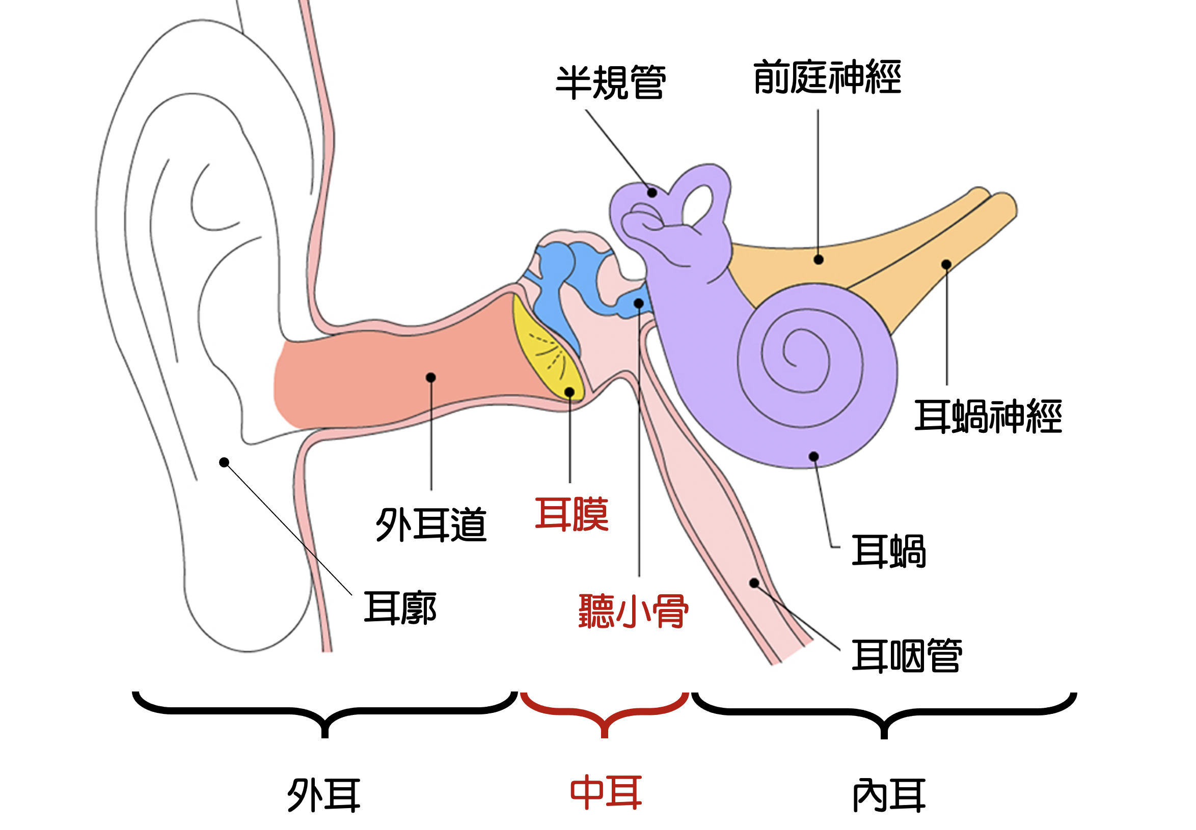 中耳炎-安兒康小兒專科診所